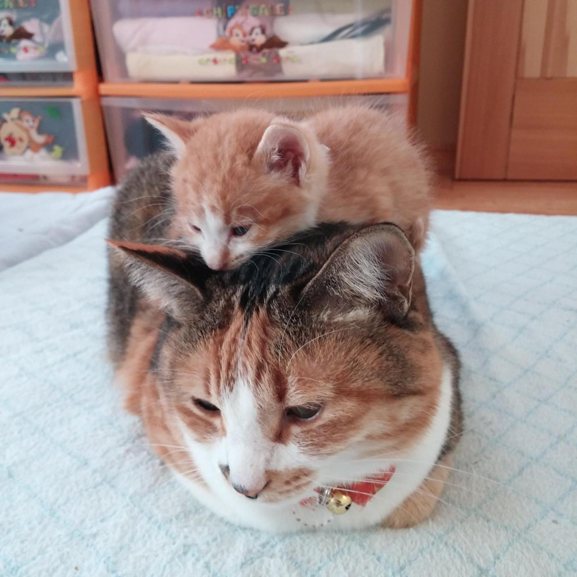 Minamiya 山とねこと遊ぶ宿 みなみ家 Хакуба Екстер'єр фото